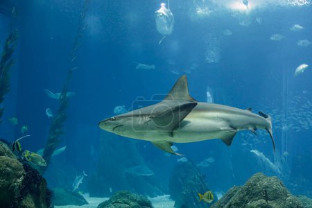 Foto de Tiburón que pasa en un acuario de agua salada - Imagen libre de derechos