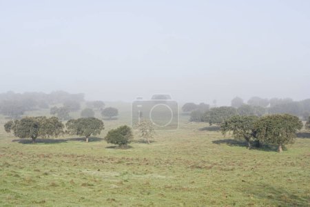 Foto de Bosque de alcornoque en la llanura del Alentejo en una mañana brumosa, sur de Portugal - Imagen libre de derechos