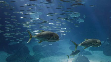 Foto de Xareus y otros peces marinos que pasan por allí. Acuario foto. - Imagen libre de derechos