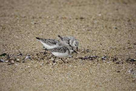Foto de Sanderlings buscando comida en la arena húmeda durante la marea baja - Imagen libre de derechos