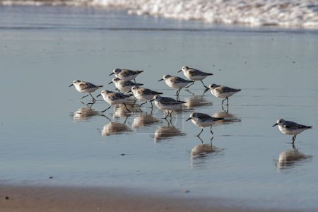 Fock of sanderlings running on wet sand seeing reflection. Northern portuguese coast.