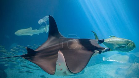 Beautiful sea aquarium ray close-up