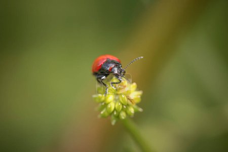 Photo for Red and black insect from a portuguese meadow - Royalty Free Image