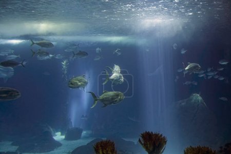 Foto de Acuario de mar xareu-macoa y otros peces que pasan - Imagen libre de derechos
