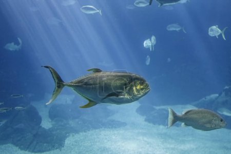 Foto de Acuario de mar xareu-macoa peces pasando por - Imagen libre de derechos
