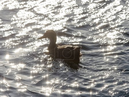 Photo for Soft backlit wild duck swimming in a glistening river from the north of Portugal - Royalty Free Image
