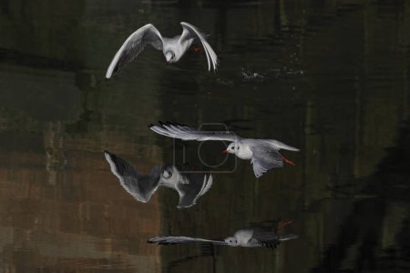 Photo for Douro river tern in flight reflection. North of Portugal. - Royalty Free Image