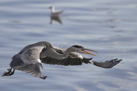 Photo for Heron in flight. Douro river, north of Portugal. - Royalty Free Image