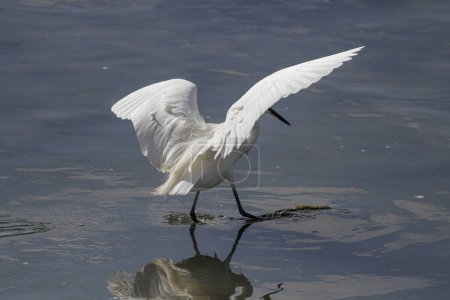 Photo for Douro river small white egret during fishing activity, north of Portugal - Royalty Free Image
