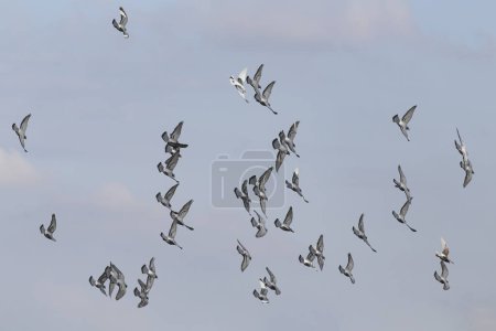 Téléchargez les photos : Pigeons transporteurs en vol pendant l'entraînement quotidien - en image libre de droit