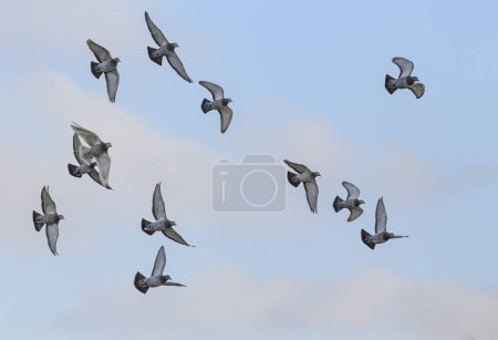 Téléchargez les photos : Pigeons transporteurs en vol pendant l'entraînement quotidien - en image libre de droit