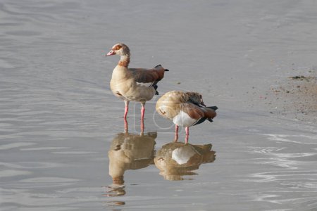Couple of egyptian geese on the Douro river border, north of Portugal