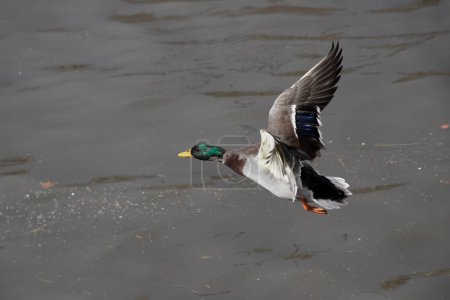 Wild duck in flight over Douro river, north of Portugal