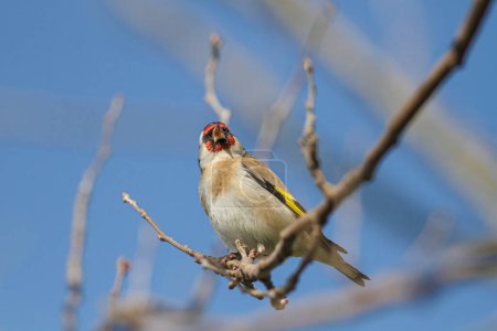 Perched european goldfinch. Douro river, north of Portugal.