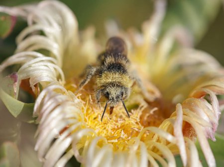 European bee on a yellow edulis beach flower covered with pollen