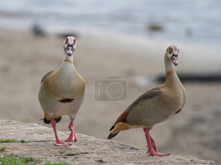 Couple of egyptian geese on the Douro river border, north of Portugal