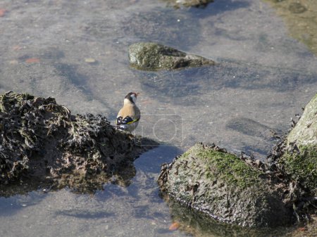 Goldfinch drinking water. Douro river, north of Portugal.