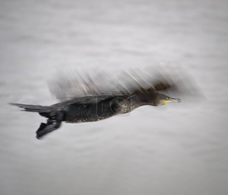 Cormorant in flight closeup. Motion blur. Douro river, north of Portugal.