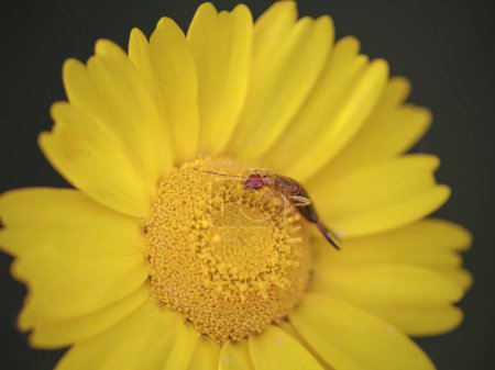 Käfer auf einer wildgelben Blume von einer nordportugiesischen Wiese im Frühling. Licht am späten Abend.