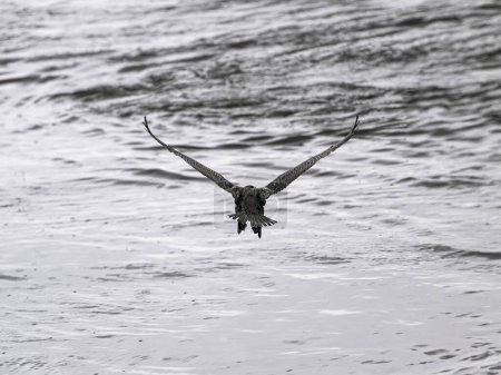Cormorant in flight seen from behind. Douro river border, north of Portugal.