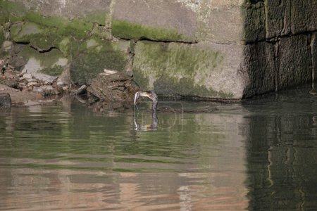 Anguilas pescadoras de cormoranes en la frontera del río Duero, al norte de Portugal