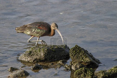 Ibis looking for eels in the Douro river border, north of Portugal.