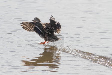 Suave retroiluminado Pato salvaje aterrizando en el agua. Río Duero, al norte de Portugal.