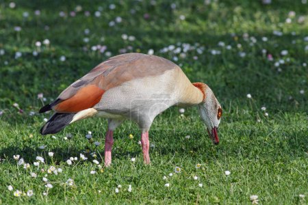 Closeup of an egyptian goose eating grass on the Douro river border, north of Portugal.