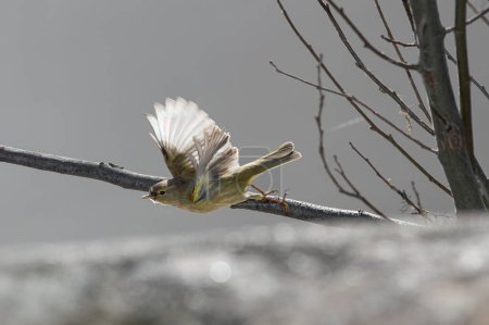 Un petit oiseau décolle. Nord du Portugal.
