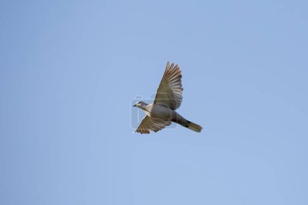 Téléchargez les photos : Belle tourterelle en vol contre le ciel bleu - en image libre de droit