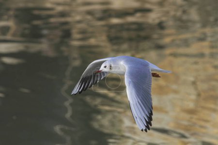 Closeup of tern in flight over Douro river with beautiful reflections in the water.