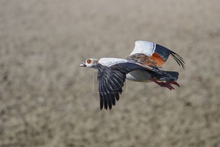Egyptian goose in flight over Douro river border.