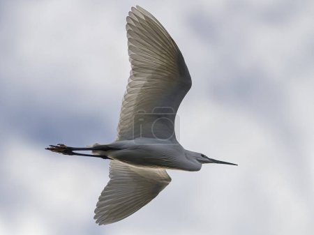 Soft backlit cattle egret in flight. Northern portuguese coast.