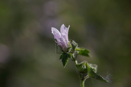 Fleur sauvage d'une prairie portugaise du nord