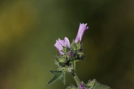 Flor peluda salvaje de un prado del norte de Portugal