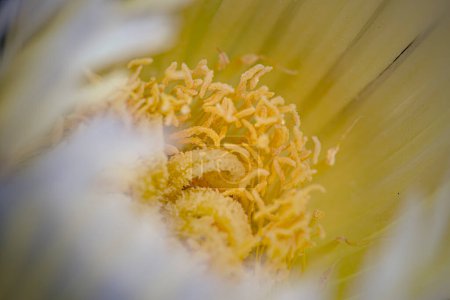 Beautiful yellow carpobrutus edulis stamen macro background