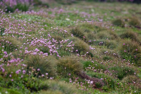 Pequeñas flores silvestres de la costa portuguesa en primavera
