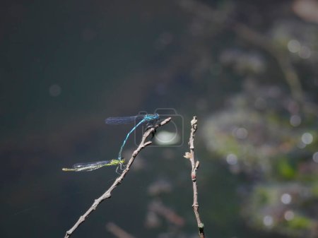 Colorful damselfly mating. Lima river, north of Portugal.