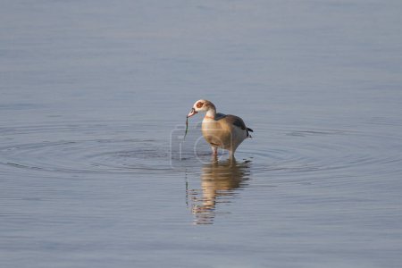 Douro river egyptian goose eating algae during low tide, north of Portugal.