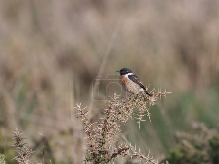 Stonechat perched on plants from a northern portuguese meadow