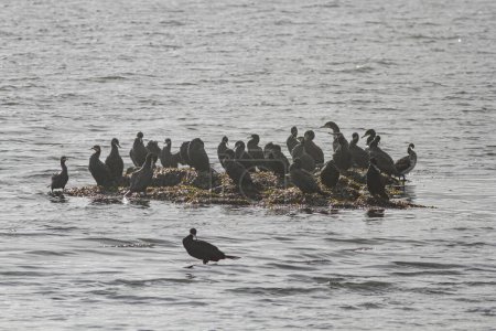 Douro river cormorant flock resting in an insula, north of Portugal.