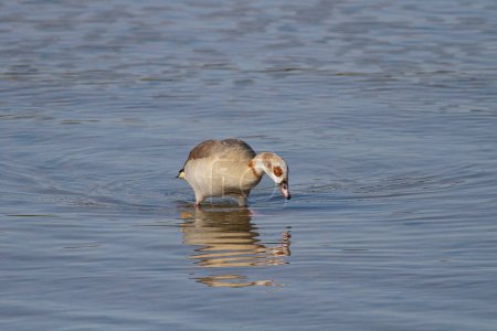 Douro river egyptian goose eating algae during low tide, north of Portugal.