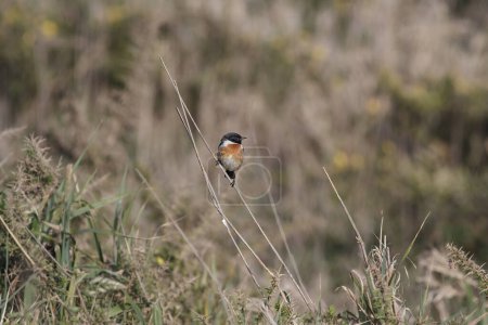 Stonechat perched on plants from a northern portuguese meadow