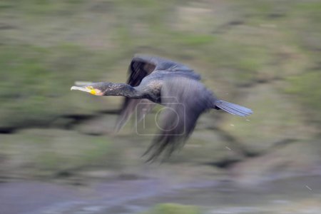 Big common cormorant in flight over Douro river, north of Portugal. Motion blur.