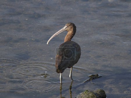 Ibis looking for eels in the Douro river border, north of Portugal.