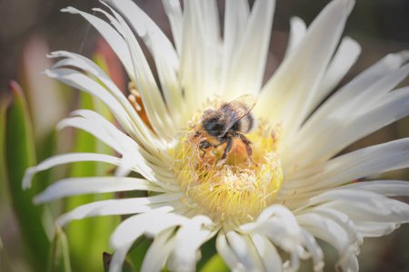 European bee sucking pollen and nectar from seaside flower