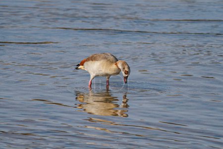 Photo for Douro river egyptian goose eating algae during low tide, north of Portugal. - Royalty Free Image