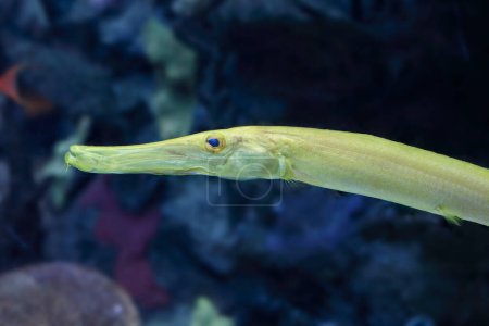 Closeup of a beautiful tropical yellow trumpet fish