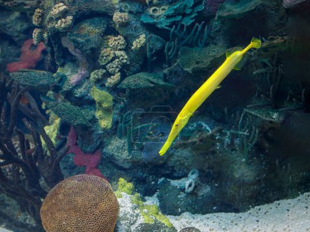 Photo for Beautiful tropical yellow trumpet fish - Royalty Free Image