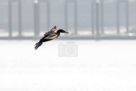 Sift backlit cormorant flying over Douro river in a beautiful sunny morning, north of Portugal.